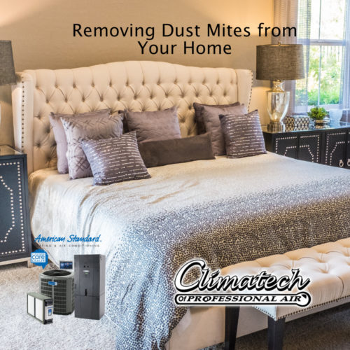 Removing Dust Mites from Your Home