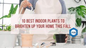 10 Best Indoor Plants to Brighten Up Your Home This Fall